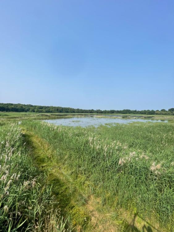 Ain - Propriété de chasse dans la Dombes